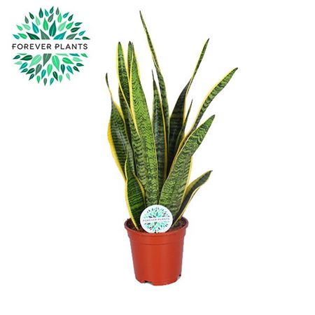 Sansevieria Laurentii