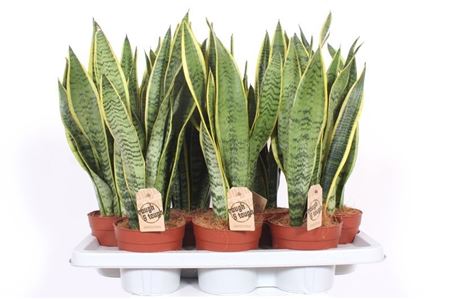Sansevieria Laurentii