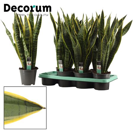 Sansevieria Laurentii (dec)