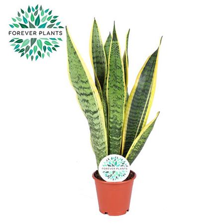 Sansevieria Laurentii