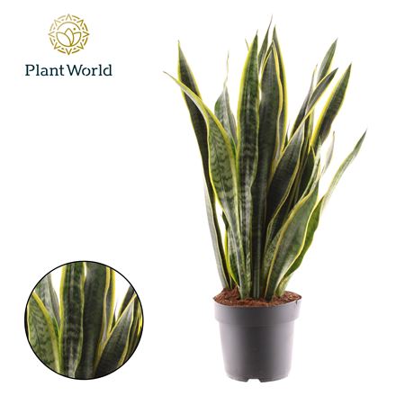 Sansevieria Laurentii