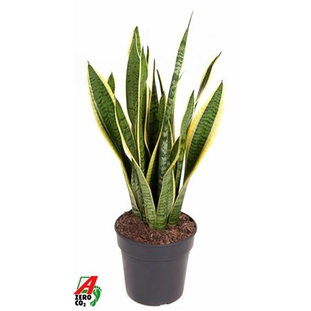 Sansevieria Laurentii