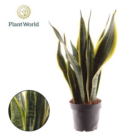 Sansevieria Laurentii
