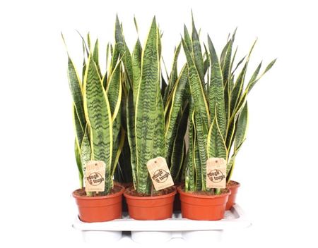 Sansevieria Laurentii