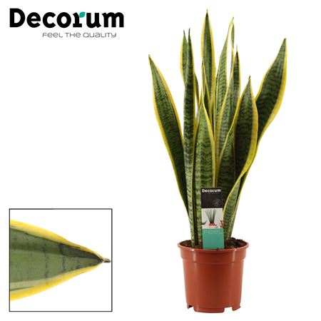 Sansevieria Laurentii (decorum)