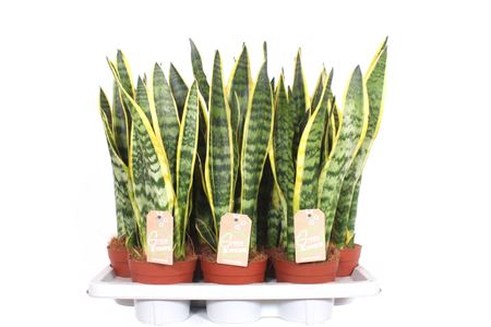 Sansevieria Laurentii