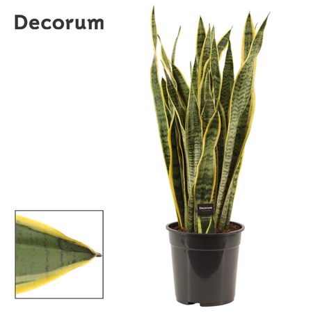 Sansevieria Laurentii