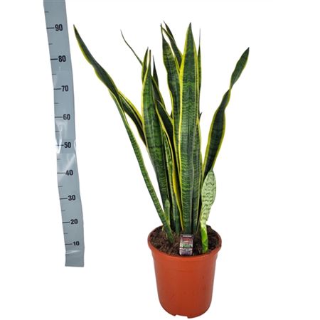 Sansevieria Laurentii