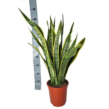 Sansevieria Laurentii