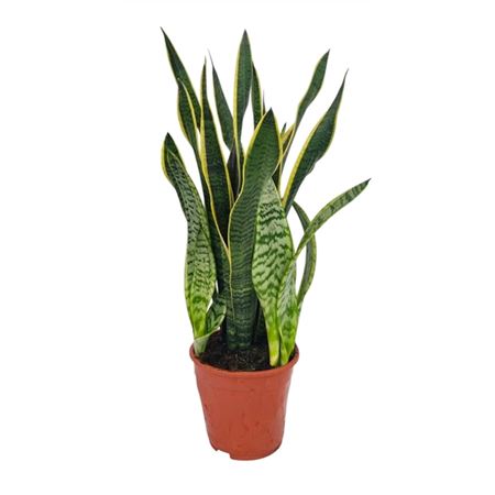 Sansevieria Laurentii