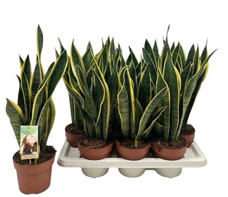 Sansevieria Laurentii