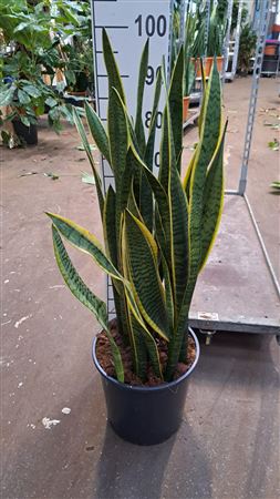 Sansevieria Laurentii