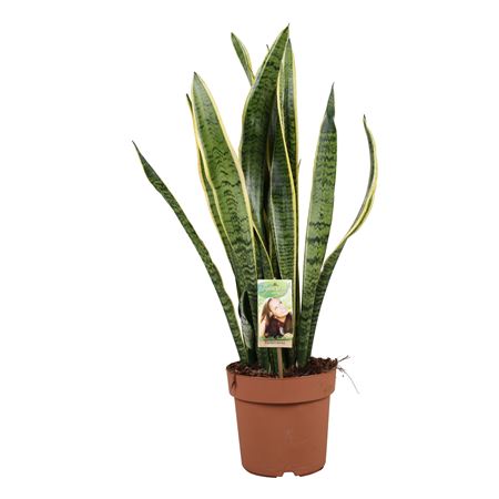 Sansevieria Laurentii