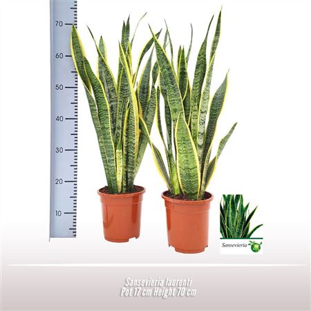 Sansevieria Laurentii