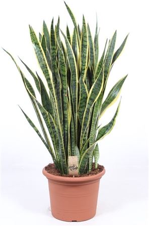 Sansevieria Laurentii