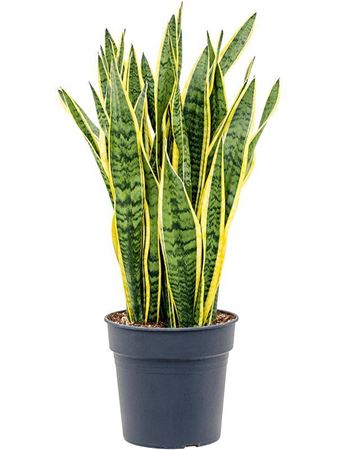 Sansevieria Laurentii