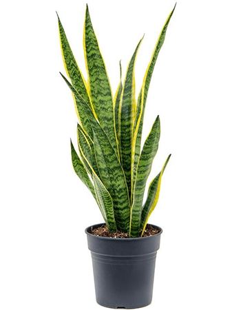 Sansevieria Laurentii