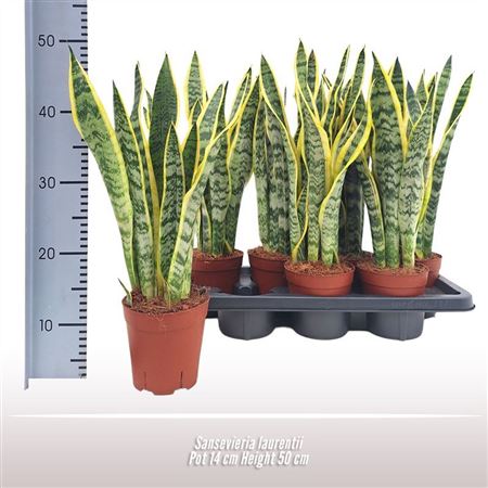Sansevieria Laurentii