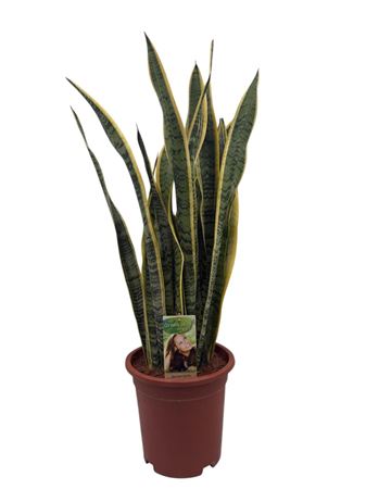 Sansevieria Laurentii