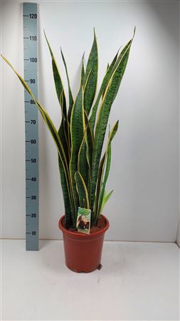 Sansevieria Laurentii