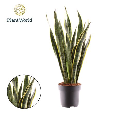 Sansevieria Laurentii (decorum)