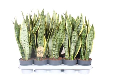 Sansevieria Laurentii Xl