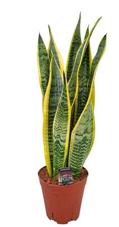 Sansevieria Laurentii