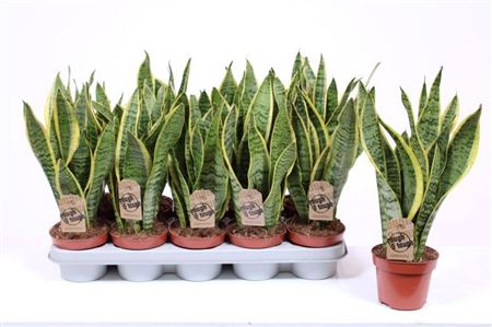 Sansevieria Laurentii