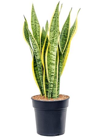 Sansevieria Laurentii
