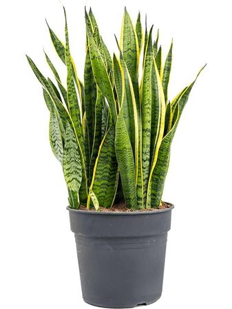 Sansevieria Laurentii