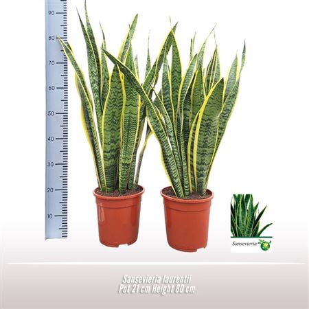 Sansevieria Laurentii