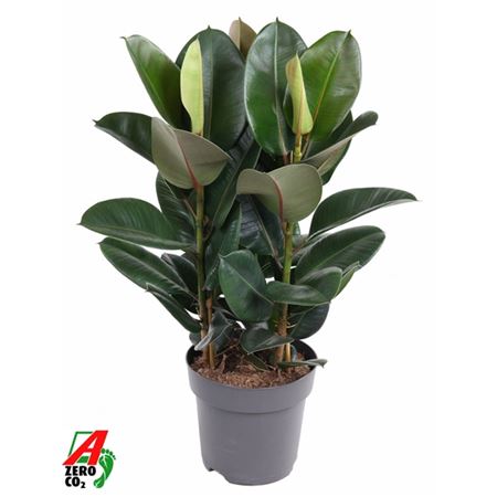 Ficus El Robusta 3pp