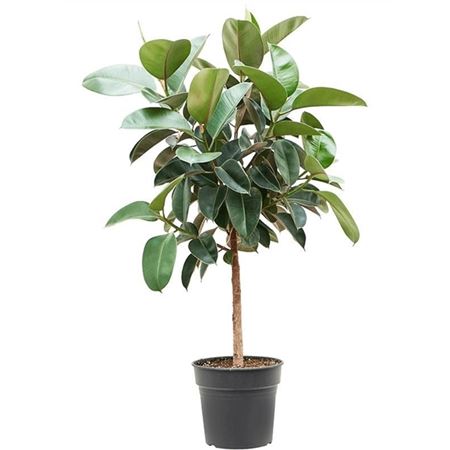 Ficus El Robusta On Stem
