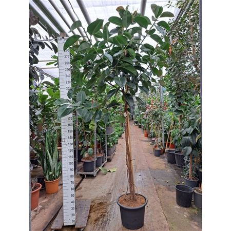 Ficus El Robusta On Stem