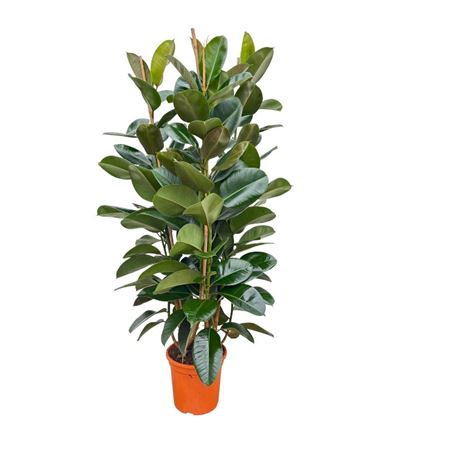 Ficus El Robusta 3pp