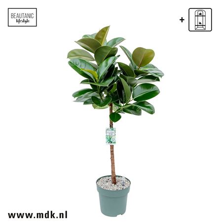 Ficus El Makana On Stem