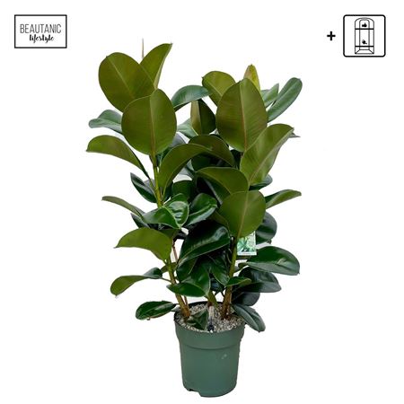 Ficus El Robusta 3pp