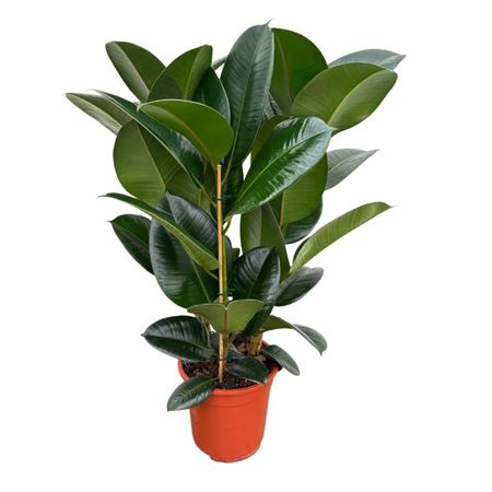 Ficus El Robusta 3pp