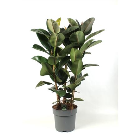 Ficus El Robusta 3pp