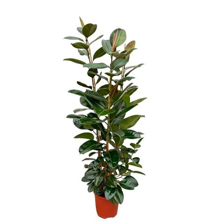 Ficus El Robusta 3pp