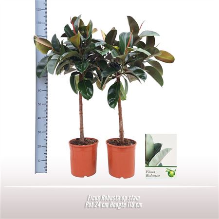 Ficus El Robusta 3pp