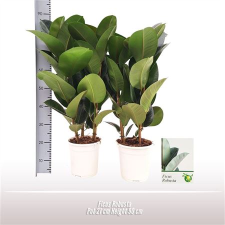 Ficus El Robusta 3pp