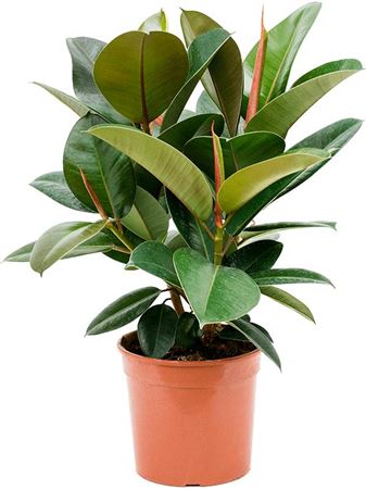 Ficus El Robusta 3pp