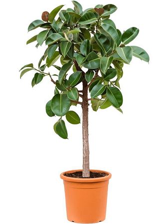 Ficus El Robusta On Stem