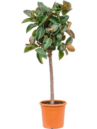 Ficus El Robusta 3pp