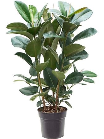 Ficus El Robusta 3pp