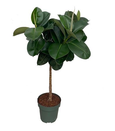 Ficus El Makana On Stem