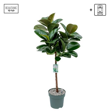Ficus El Makana On Stem