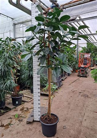 Ficus El Robusta On Stem