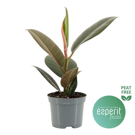 Ficus El Robusta